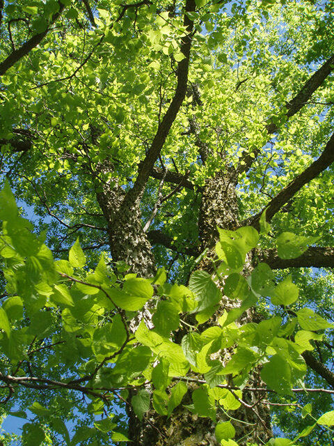 Common Hackberry (Celtis occidentalis)