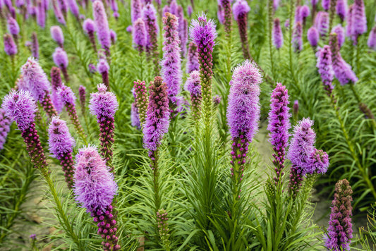 Blazing Star (Liatris spictata)