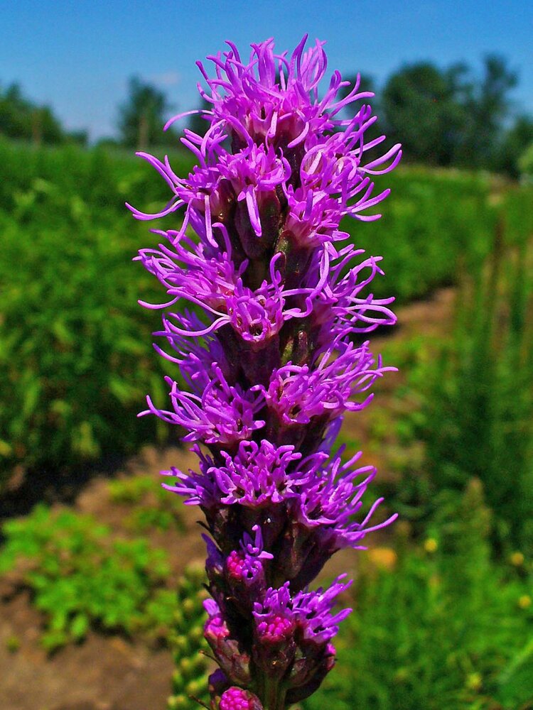 Blazing Star (Liatris spictata)