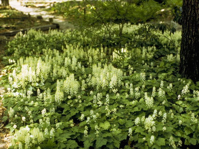 Foamflower (Tiarella cordifolia)