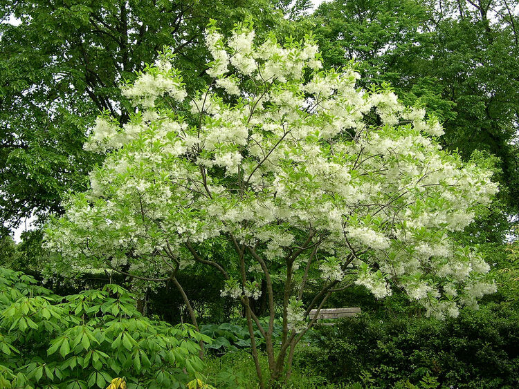 Fringe Tree (Chionanthus virginicus)