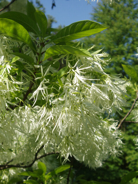 Fringe Tree (Chionanthus virginicus)