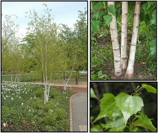 Gray Birch (Betula populifolia)