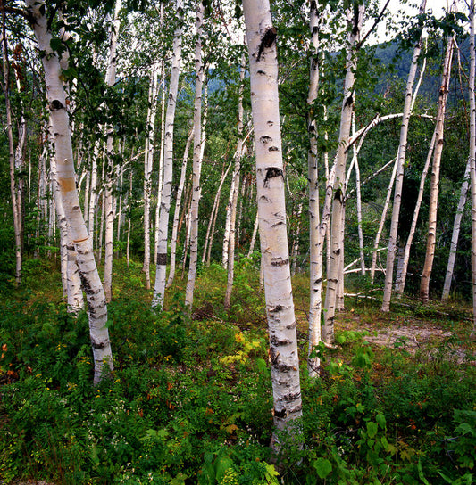 Paper Birch (Betula papyrifera)