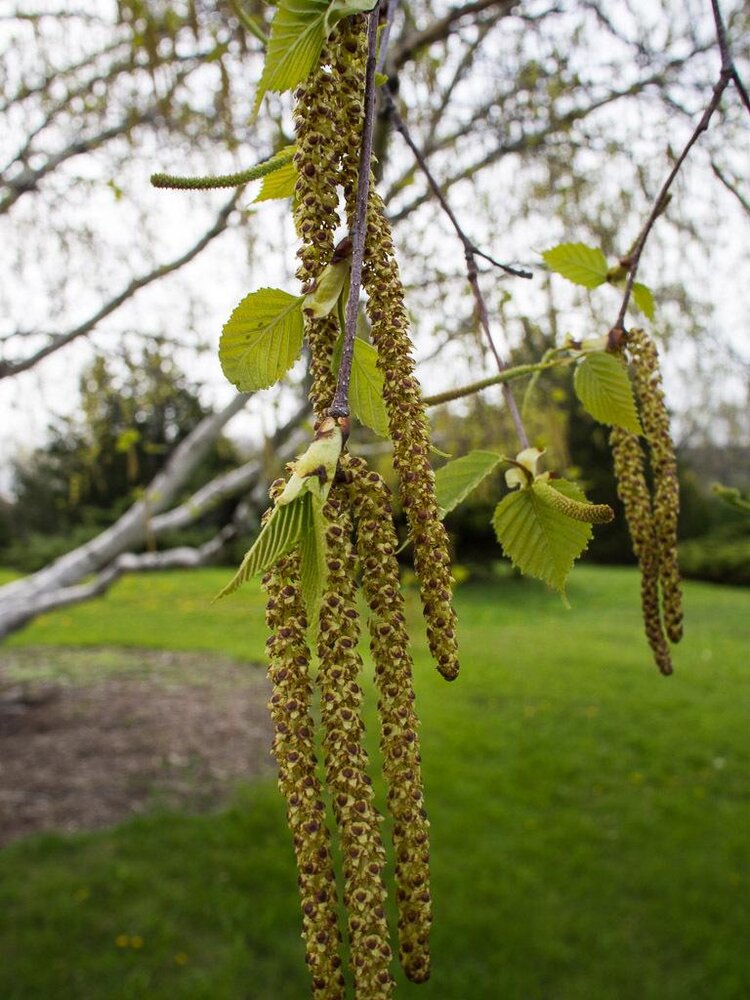 Paper Birch (Betula papyrifera)