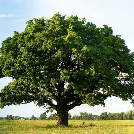 Swamp White Oak (Quercus bicolor)