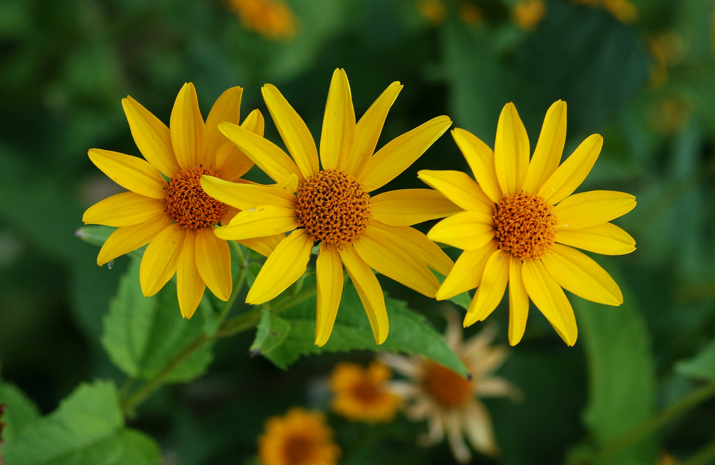 Early Sunflower (Heliopsis helianthoides)