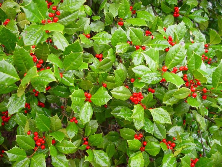 American Holly (Female) (Ilex opaca)