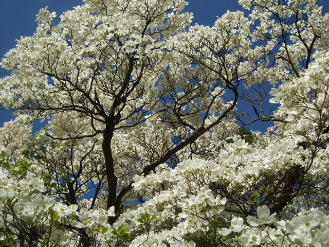 Flowering Dogwood (Cornus florida)