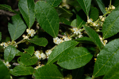 Winterberry – Male (Ilex verticillata)