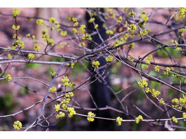 Spicebush (Lindera benzoin)