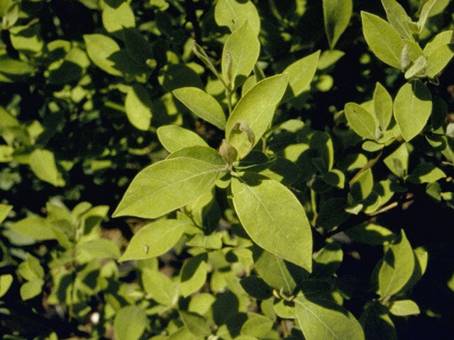 Spicebush (Lindera benzoin)