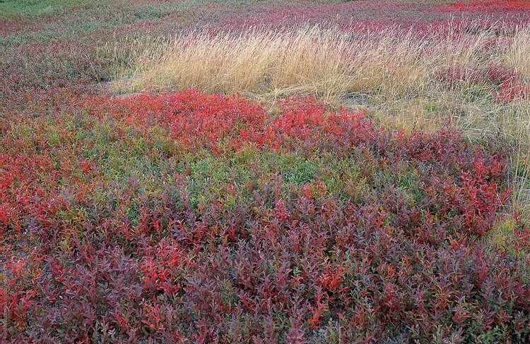 Lowbush Blueberry (Vaccinium angustifolium)