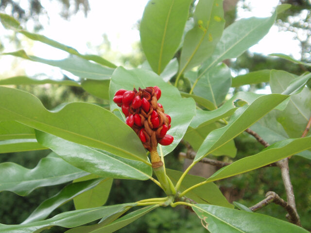 Sweetbay Magnolia (Magnolia virginiana)