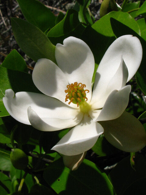 Sweetbay Magnolia (Magnolia virginiana)