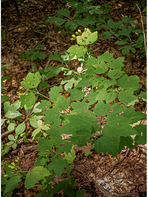 Mapleleaf Viburnum (Viburnum acerifolium)