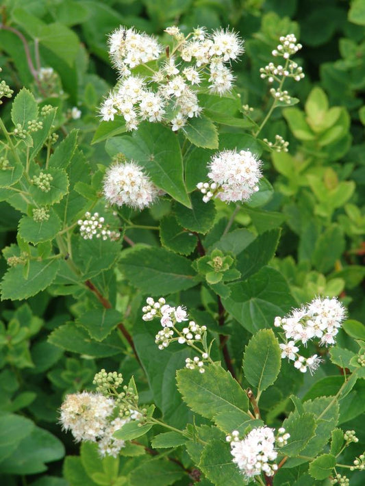 Meadowsweet (Spirea latifolia)