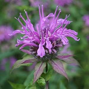 Wild Bergamot (Monarda fistulosa)