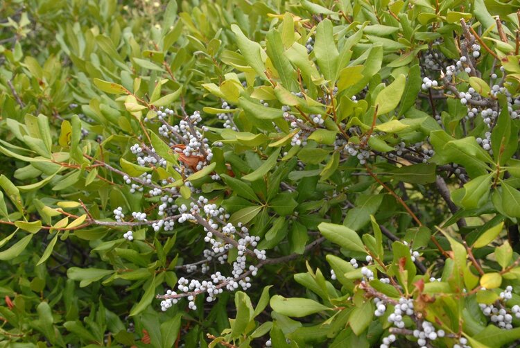 Bayberry (Myrica pensylvanica)