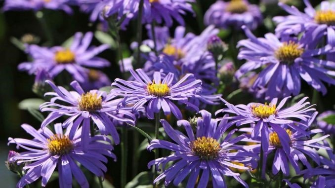 New York Aster (Aster novae-belgii)