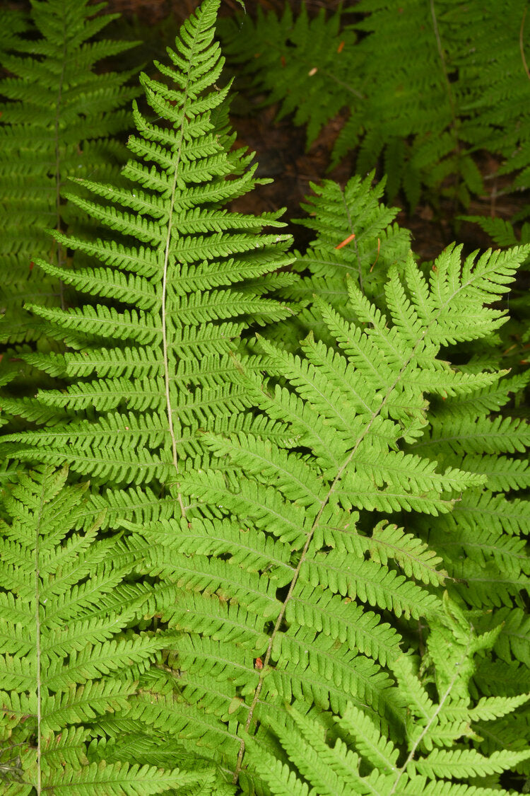 New York Fern (Thelypteris novoboracensis)