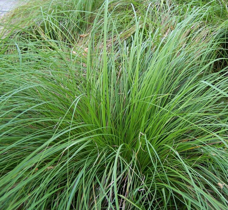 Pennsylvania Sedge (Carex pensylvanica)