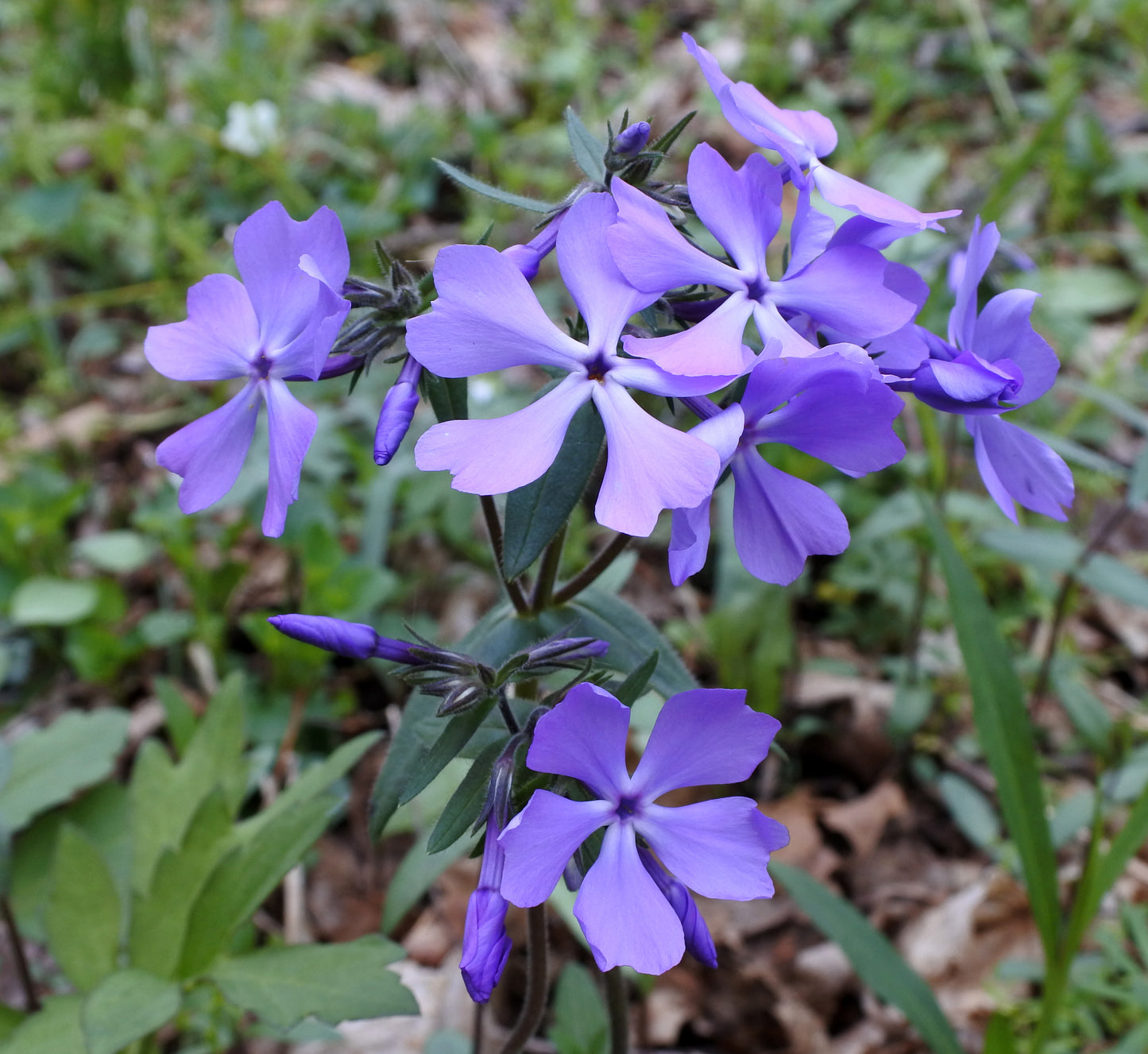 Wild Blue Phlox (Phlox divaricata)