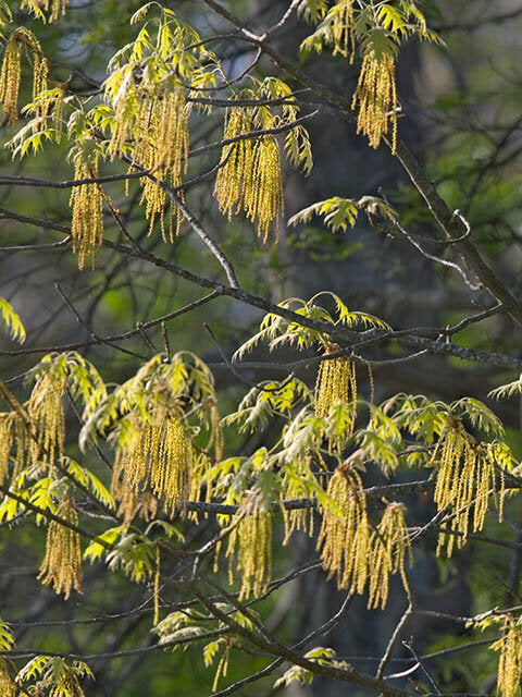 Black Oak (Quercus velutina)