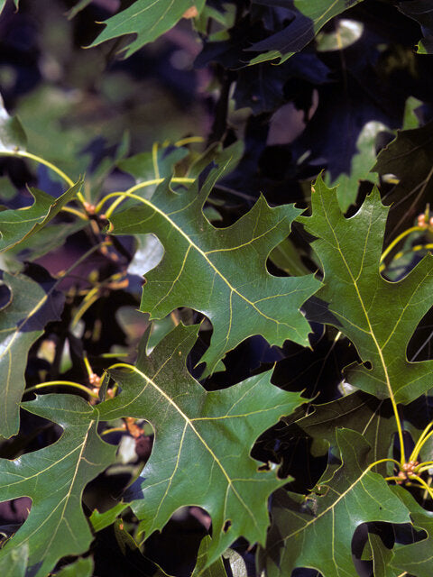 Black Oak (Quercus velutina)
