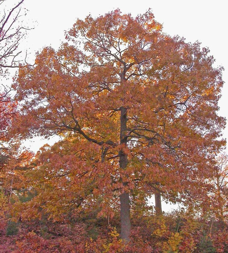 Black Oak (Quercus velutina)