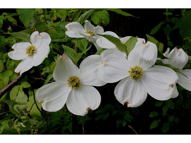 Flowering Dogwood (Cornus florida)