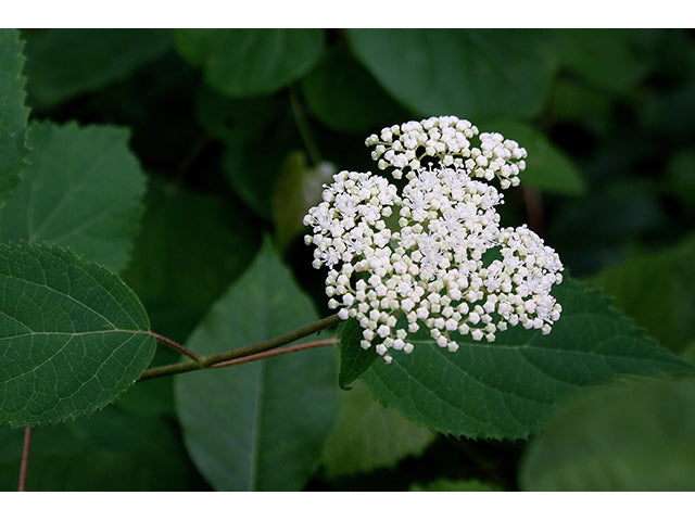 Smooth Hydrangea (Hydrangea arborescens)