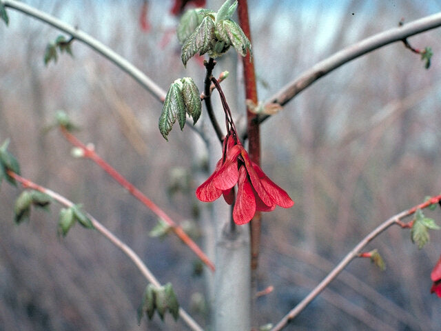 Red Maple (Acer rubrum)