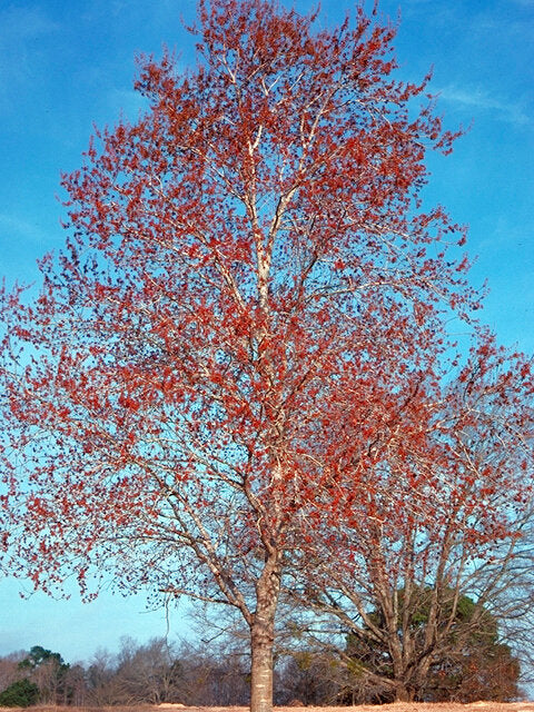 Red Maple (Acer rubrum)