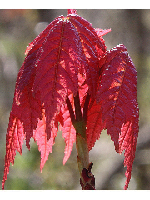 Red Maple (Acer rubrum)