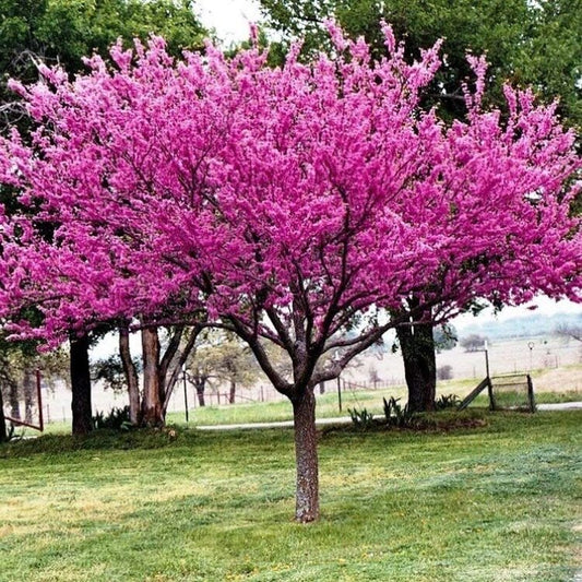 Redbud (Cercis canadensis)