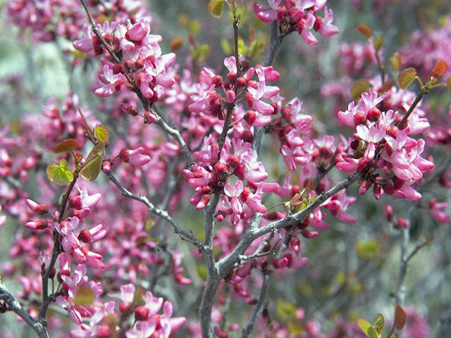 Redbud (Cercis canadensis)