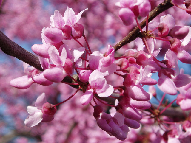 Redbud (Cercis canadensis)