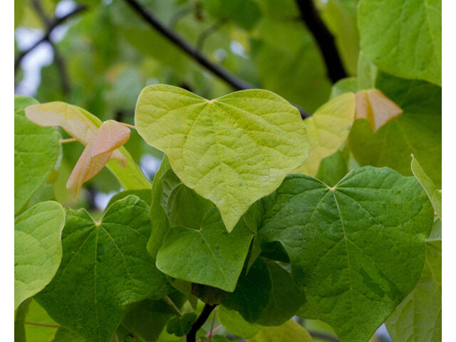 Redbud (Cercis canadensis)