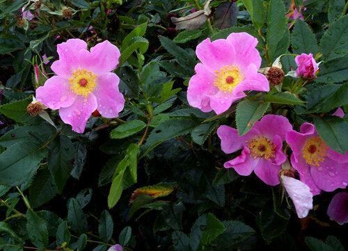 Virginia Rose (Rosa virginiana)