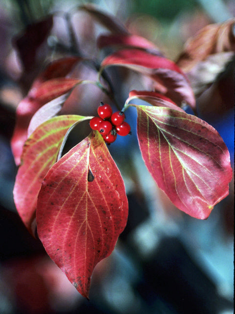 Flowering Dogwood (Cornus florida)