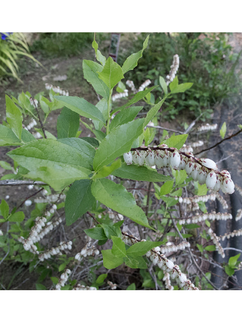 Drooping Leucothoe (Leucothoe catesbaei)