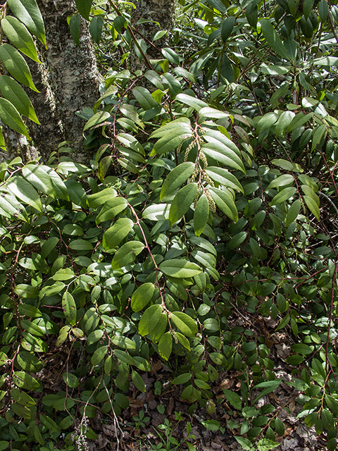 Drooping Leucothoe (Leucothoe catesbaei)