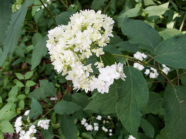 Smooth Hydrangea (Hydrangea arborescens)