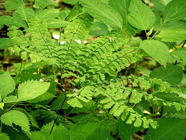 Maidenhair Fern (Adiantum pedatum)