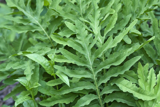 Sensitive Fern (Onoclea sensibilis)