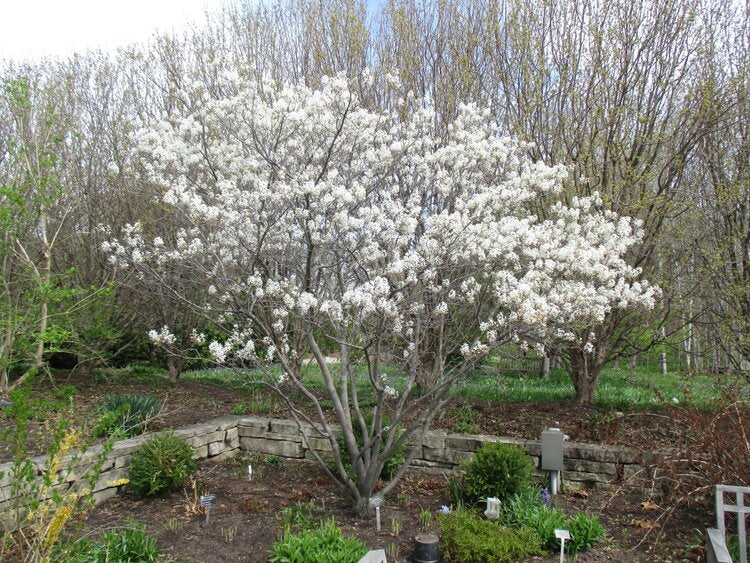 Shadblow Serviceberry (Amelanchier canadensis)