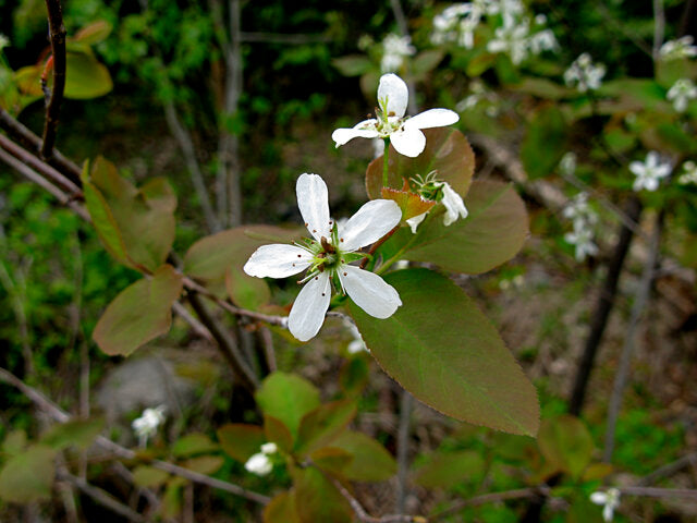 Allegheny Serviceberry (Amelanchier laevis)