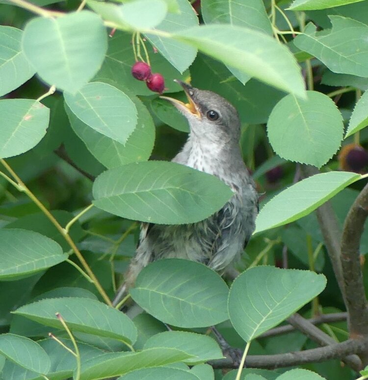 Shadblow Serviceberry (Amelanchier canadensis)