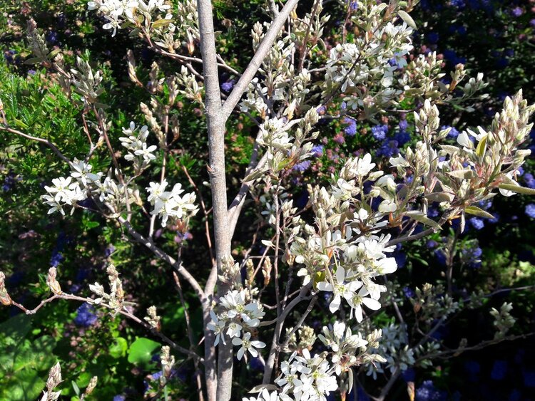 Shadblow Serviceberry (Amelanchier canadensis)